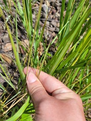 Carex spicata