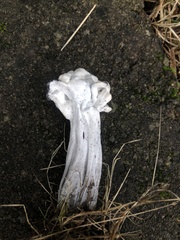 Hypomyces cervinigenus