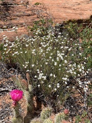 Eremogone macradenia