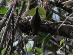 Troglodytes solstitialis