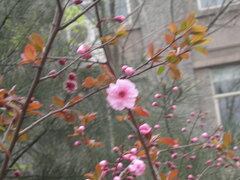 Prunus blireana