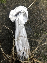 Hypomyces cervinigenus