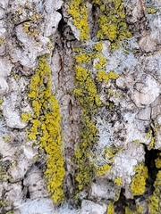 Candelaria concolor