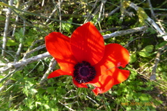 Anemone coronaria