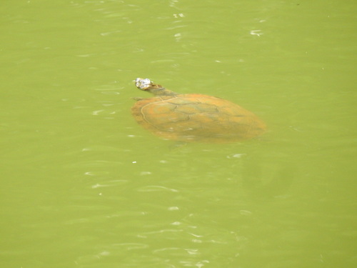Yellow-headed Sideneck