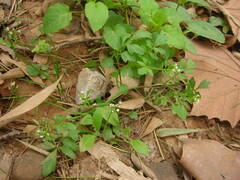 Cardamine occulta