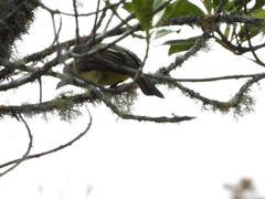 Myiodynastes hemichrysus