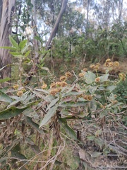 Verbesina sphaerocephala