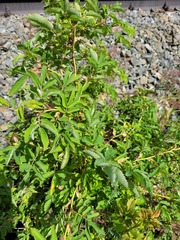 Rosa glabrifolia