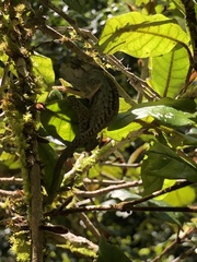 Bradypodion damaranum