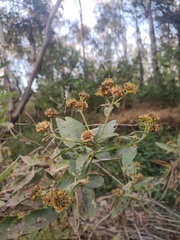 Verbesina sphaerocephala