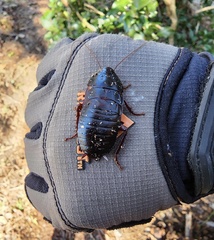 Eurycotis floridana