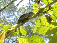 Bradypodion damaranum