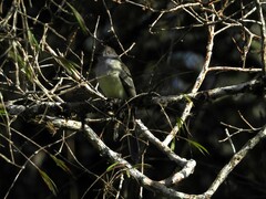 Myiarchus cephalotes