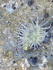 Isoaulactinia stelloides