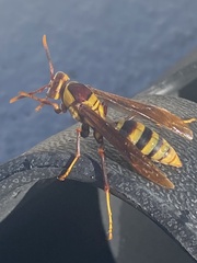 Polistes major major