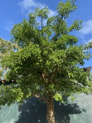 Leuenbergeria quisqueyana, photograph (c) nebrooks, some rights reserved (CC BY)
