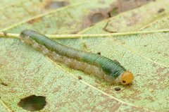 Nematinus fuscipennis