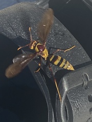 Polistes major major