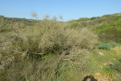 Retama raetam