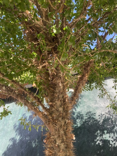 Leuenbergeria quisqueyana, photograph 5