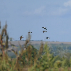 Gallinago gallinago