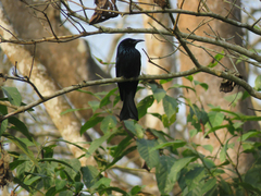 Dicrurus hottentottus