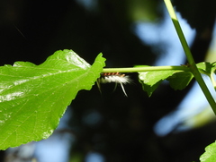 Halysidota ruscheweyhi