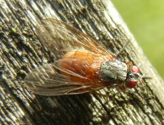 Phaonia rufiventris