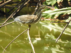 Butorides striata