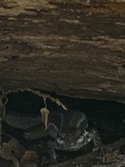 Leiocephalus lunatus