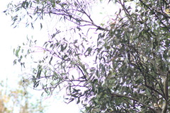 Setophaga coronata auduboni