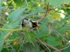 Halysidota ruscheweyhi