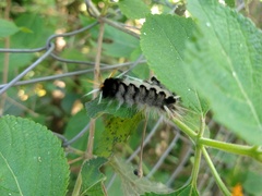 Halysidota ruscheweyhi