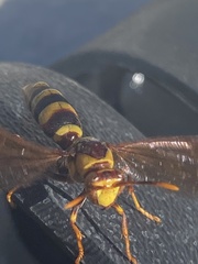 Polistes major major