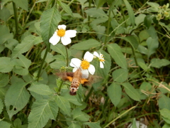 Macroglossum divergens