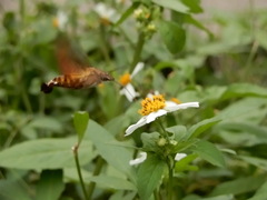 Macroglossum divergens