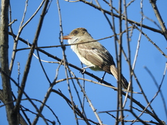 Myiarchus swainsoni