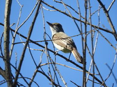 Myiarchus swainsoni