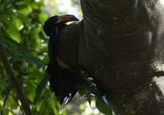 Lophoceros fasciatus