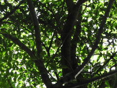 Phylloscartes ventralis