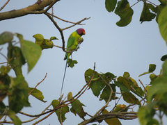 Psittacula cyanocephala