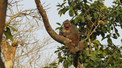 Macaca mulatta