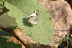 Appias libythea olferna