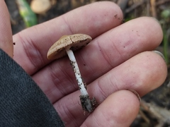 Psathyrella