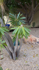 Pachypodium lamerei