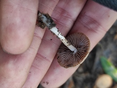 Psathyrella