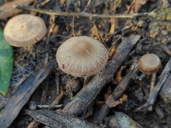 Psathyrella