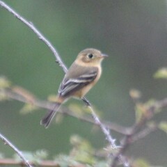 Empidonax fulvifrons