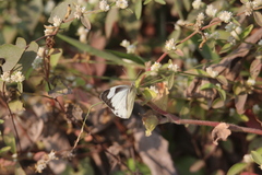 Appias libythea olferna